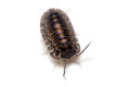 Cubaris sp. Platin Tung Song